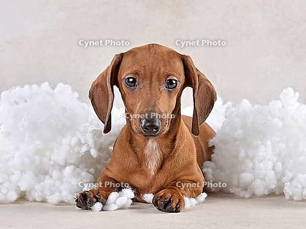 Adorable brown dachshund puppy sitting in the clouds and looking at the camera on a light background [IBR124631241]