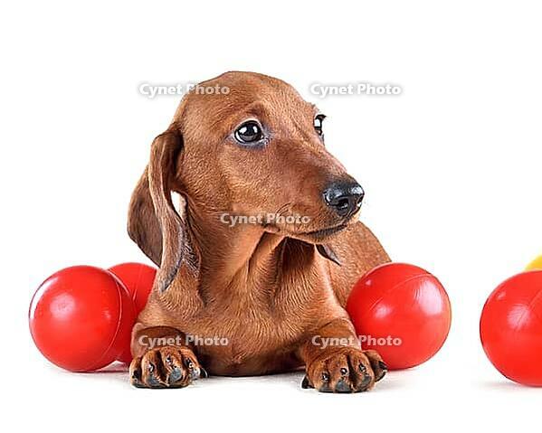 Cute chocolate dachshund puppy isolated on white background [IBR124631242]