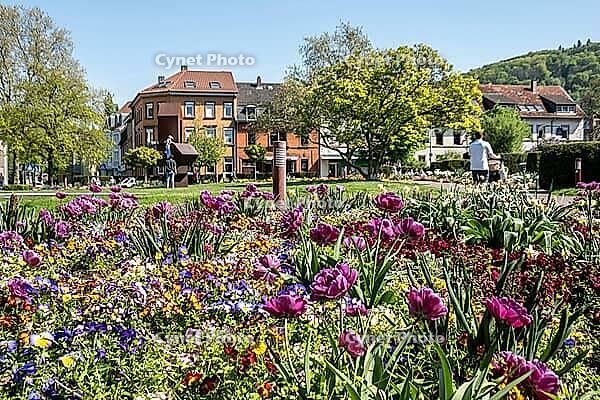 Flower bed in the municipal park of Ettlingen, Baden-W$00FCrttemberg, Germany [IBR124631249]
