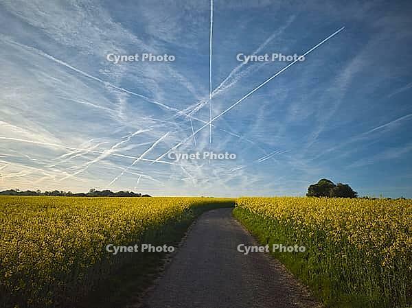 Winding country road through a bright blooming rapeseed field under a blue sky in Frankfurt's green belt, Germany [IBR124631258]