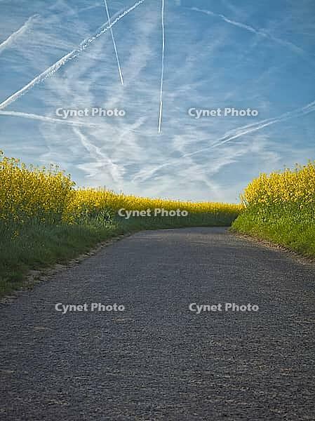 Winding country road through a bright blooming rapeseed field under a blue sky in Frankfurt's green belt, Germany [IBR124631259]