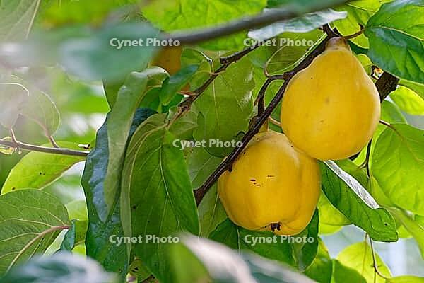 Fruit of the quince (Cydonia oblonga), Kempen, North Rhine-Westphalia, Germany [IBR124631262]