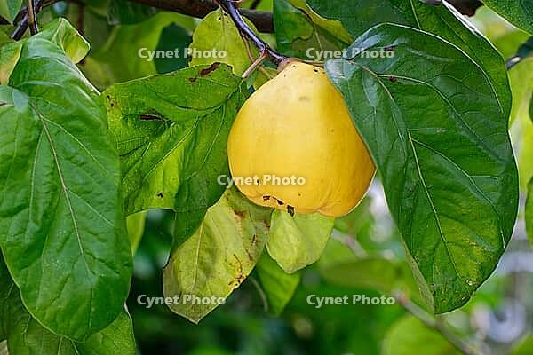 Fruit of the quince (Cydonia oblonga), Kempen, North Rhine-Westphalia, Germany [IBR124631263]