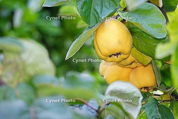 Fruit of the quince (Cydonia oblonga), Kempen, North Rhine-Westphalia, Germany [IBR124631265]