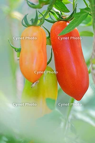 San-Marzano-Tomate, Kempen, North Rhine-Westphalia, Germany [IBR124631267]