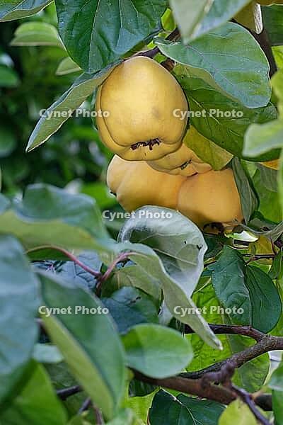 Fruit of the quince (Cydonia oblonga), Kempen, North Rhine-Westphalia, Germany [IBR124631268]