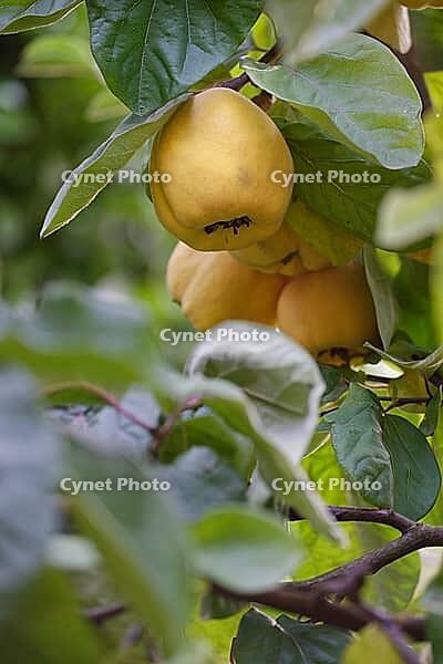 Fruit of the quince (Cydonia oblonga), Kempen, North Rhine-Westphalia, Germany [IBR124631270]