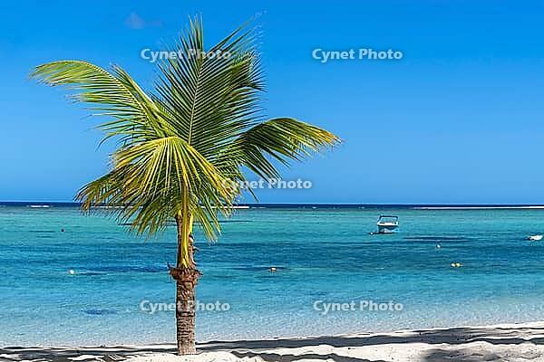 Palm tree, cloud, sky, sea, sandy beach, nature, umbrellas, Le Morne, Mauritius [IBR124631271]