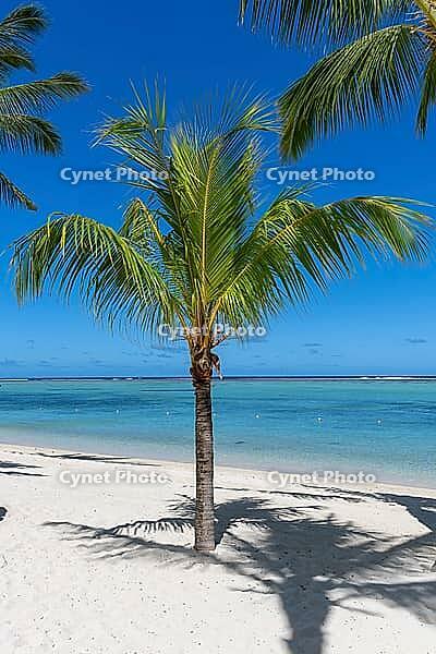 Palm tree, cloud, sky, sea, sandy beach, nature, umbrellas, Le Morne, Mauritius [IBR124631274]