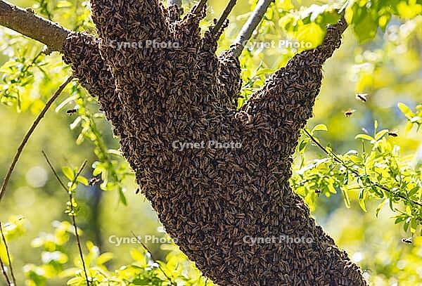 Escaped bee swarm gathers on a tree, honeybee, Apis mellifera, Austria [IBR124636197]