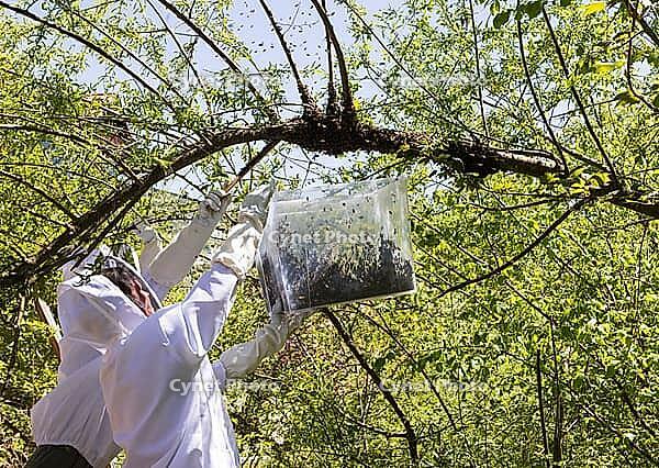Beekeeper fetches a flown bee swarm from a tree, Apis mellifera, Austria [IBR124636198]