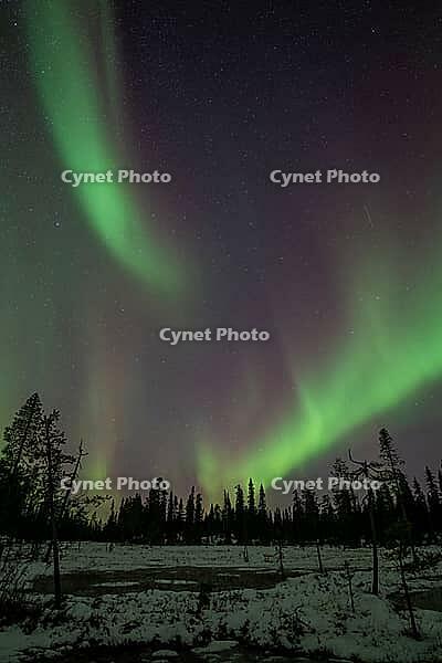Northern Lights (Aurora borealis), Muddus National Park, Laponia World Heritage Site, Norrbotten, Lapland, Sweden, October 2024 [IBR124636200]