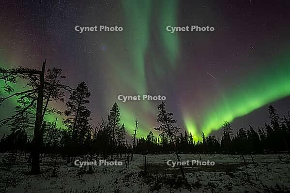 Northern Lights (Aurora borealis), Muddus National Park, Laponia World Heritage Site, Norrbotten, Lapland, Sweden, October 2024 [IBR124636201]