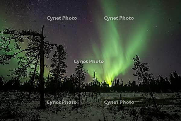 Northern Lights (Aurora borealis), Muddus National Park, Laponia World Heritage Site, Norrbotten, Lapland, Sweden, October 2024 [IBR124636202]