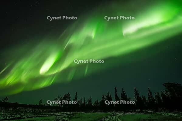 Northern Lights (Aurora borealis), Muddus National Park, Laponia World Heritage Site, Norrbotten, Lapland, Sweden, October 2024 [IBR124636206]