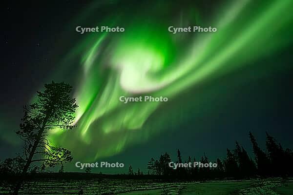 Northern Lights (Aurora borealis), Muddus National Park, Laponia World Heritage Site, Norrbotten, Lapland, Sweden, October 2024 [IBR124636207]