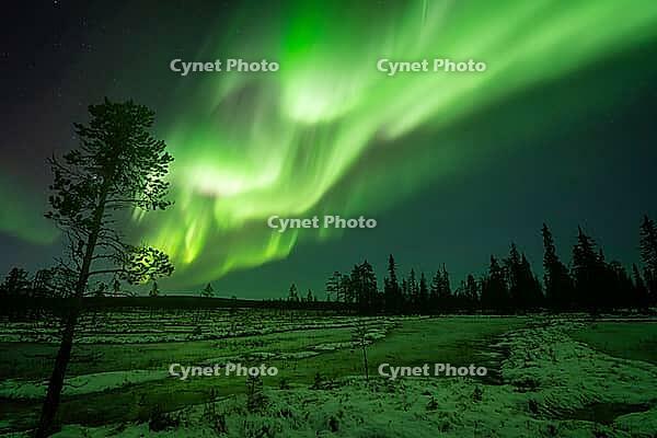 Northern Lights (Aurora borealis), Muddus National Park, Laponia World Heritage Site, Norrbotten, Lapland, Sweden, October 2024 [IBR124636208]