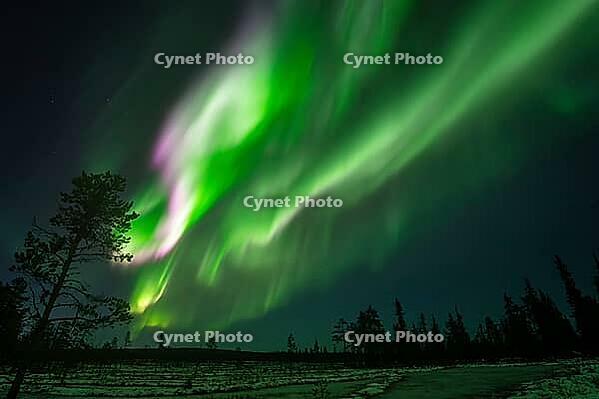 Northern Lights (Aurora borealis), Muddus National Park, Laponia World Heritage Site, Norrbotten, Lapland, Sweden, October 2024 [IBR124636209]