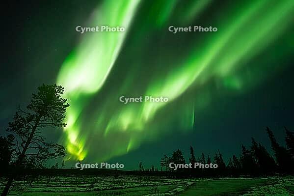 Northern Lights (Aurora borealis), Muddus National Park, Laponia World Heritage Site, Norrbotten, Lapland, Sweden, October 2024 [IBR124636210]