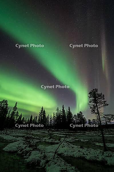 Northern Lights (Aurora borealis), Muddus National Park, Laponia World Heritage Site, Norrbotten, Lapland, Sweden, October 2024 [IBR124636214]