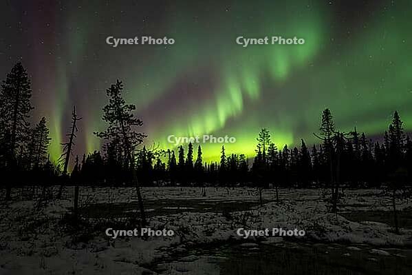 Northern Lights (Aurora borealis), Muddus National Park, Laponia World Heritage Site, Norrbotten, Lapland, Sweden, October 2024 [IBR124636216]