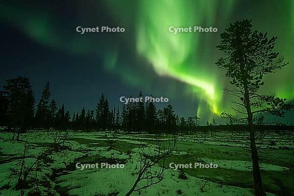 Northern Lights (Aurora borealis), Muddus National Park, Laponia World Heritage Site, Norrbotten, Lapland, Sweden, October 2024 [IBR124636220]