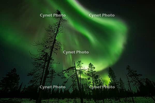 Northern Lights (Aurora borealis), Muddus National Park, Laponia World Heritage Site, Norrbotten, Lapland, Sweden, October 2024 [IBR124636221]