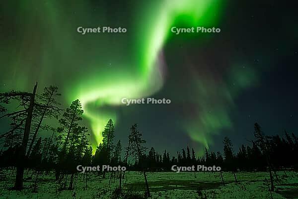 Northern Lights (Aurora borealis), Muddus National Park, Laponia World Heritage Site, Norrbotten, Lapland, Sweden, October 2024 [IBR124636222]