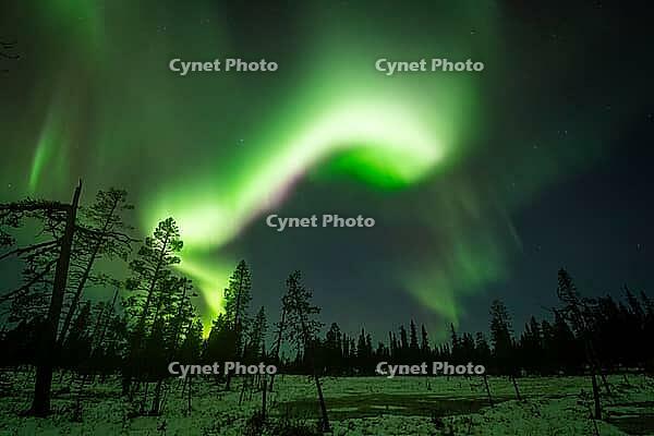 Northern Lights (Aurora borealis), Muddus National Park, Laponia World Heritage Site, Norrbotten, Lapland, Sweden, October 2024 [IBR124636223]