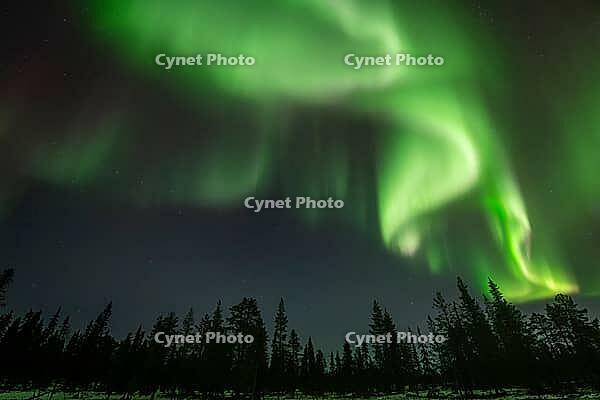 Northern Lights (Aurora borealis), Muddus National Park, Laponia World Heritage Site, Norrbotten, Lapland, Sweden, October 2024 [IBR124636225]