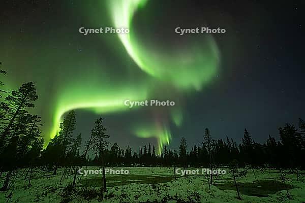 Northern Lights (Aurora borealis), Muddus National Park, Laponia World Heritage Site, Norrbotten, Lapland, Sweden, October 2024 [IBR124636227]