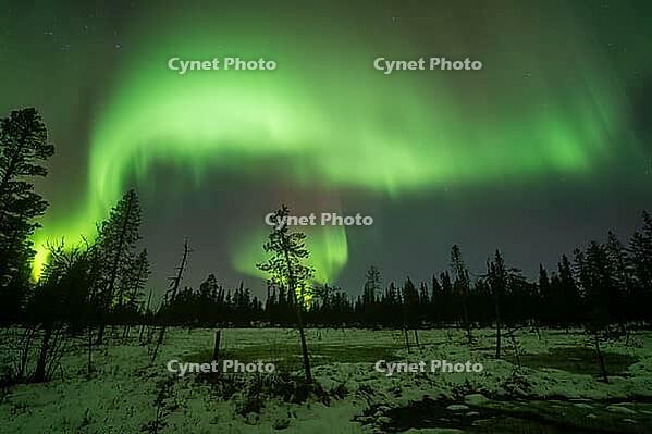 Northern Lights (Aurora borealis), Muddus National Park, Laponia World Heritage Site, Norrbotten, Lapland, Sweden, October 2024 [IBR124636228]