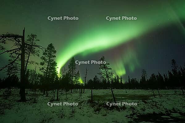 Northern Lights (Aurora borealis), Muddus National Park, Laponia World Heritage Site, Norrbotten, Lapland, Sweden, October 2024 [IBR124636230]
