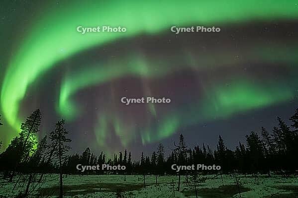 Northern Lights (Aurora borealis), Muddus National Park, Laponia World Heritage Site, Norrbotten, Lapland, Sweden, October 2024 [IBR124636233]
