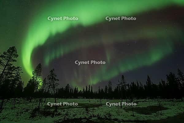 Northern Lights (Aurora borealis), Muddus National Park, Laponia World Heritage Site, Norrbotten, Lapland, Sweden, October 2024 [IBR124636234]