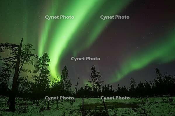 Northern Lights (Aurora borealis), Muddus National Park, Laponia World Heritage Site, Norrbotten, Lapland, Sweden, October 2024 [IBR124636235]