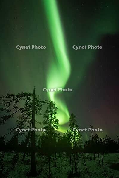 Northern Lights (Aurora borealis), Muddus National Park, Laponia World Heritage Site, Norrbotten, Lapland, Sweden, October 2024 [IBR124636238]