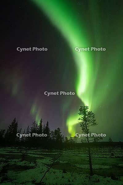 Northern Lights (Aurora borealis), Muddus National Park, Laponia World Heritage Site, Norrbotten, Lapland, Sweden, October 2024 [IBR124636239]