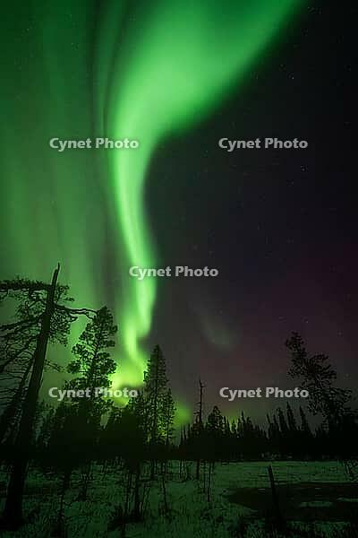 Northern Lights (Aurora borealis), Muddus National Park, Laponia World Heritage Site, Norrbotten, Lapland, Sweden, October 2024 [IBR124636240]