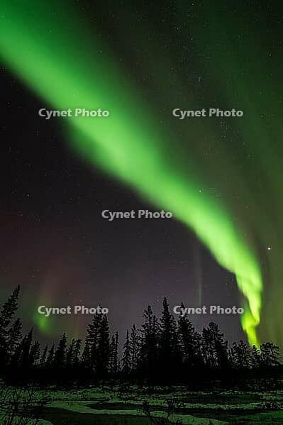 Northern Lights (Aurora borealis), Muddus National Park, Laponia World Heritage Site, Norrbotten, Lapland, Sweden, October 2024 [IBR124636241]