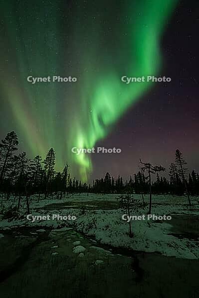 Northern Lights (Aurora borealis), Muddus National Park, Laponia World Heritage Site, Norrbotten, Lapland, Sweden, October 2024 [IBR124636244]