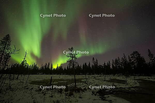 Northern Lights (Aurora borealis), Muddus National Park, Laponia World Heritage Site, Norrbotten, Lapland, Sweden, October 2024 [IBR124636246]