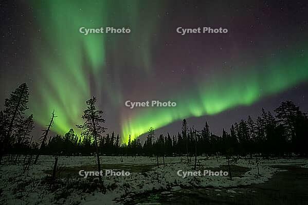 Northern Lights (Aurora borealis), Muddus National Park, Laponia World Heritage Site, Norrbotten, Lapland, Sweden, October 2024 [IBR124636247]