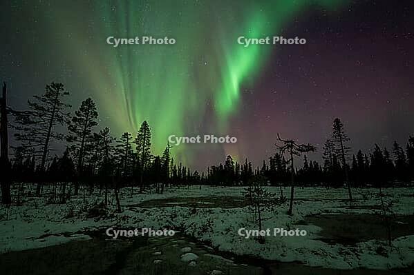 Northern Lights (Aurora borealis), Muddus National Park, Laponia World Heritage Site, Norrbotten, Lapland, Sweden, October 2024 [IBR124636250]