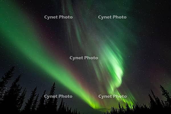 Northern Lights (Aurora borealis), Muddus National Park, Laponia World Heritage Site, Norrbotten, Lapland, Sweden, October 2024 [IBR124636251]