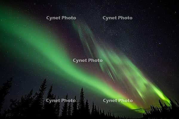 Northern Lights (Aurora borealis), Muddus National Park, Laponia World Heritage Site, Norrbotten, Lapland, Sweden, October 2024 [IBR124636252]
