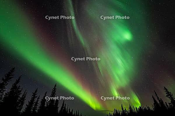 Northern Lights (Aurora borealis), Muddus National Park, Laponia World Heritage Site, Norrbotten, Lapland, Sweden, October 2024 [IBR124636253]
