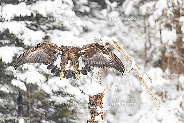 Golden eagle (Aquila chrysaetos) feeds on deer carcasses Austria [IBR124636264]