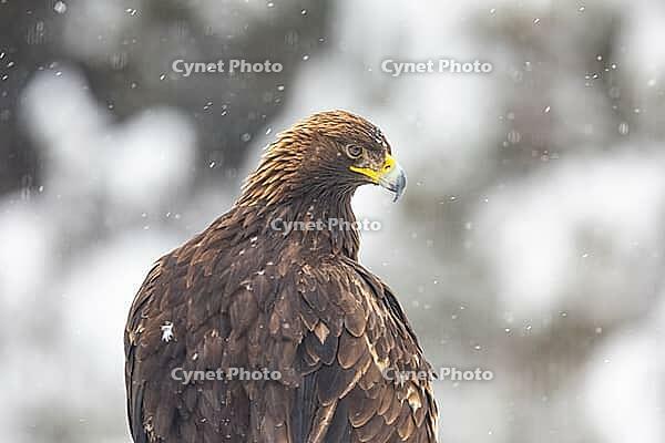 Golden eagle (Aquila chrysaetos) feeds on deer carcasses Austria [IBR124636265]