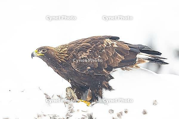 Golden eagle (Aquila chrysaetos) feeds on deer carcasses Austria [IBR124636266]